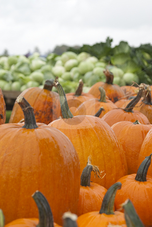 Pumpkins for sale Pumpkins for sale stock photo, Lots of pumpkins for sale at the pumpkin patch. by Christy Thompson