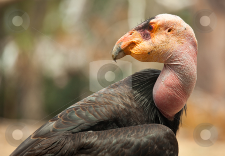 To use this stock image in your creative project, please select the size you need over to the right and click the "Add to Cart" button.
Your downloaded image will come with the Cutcaster watermark removed so don’t worry about the watermark you see on this page. Profile of California Condor stock photo, Profile Close-up of the Endangered California Condor. by Andy Dean