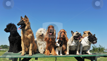 Nine dogs Nine dogs stock photo, Group of puppies purebred dogs on a table by Bonzami Emmanuelle