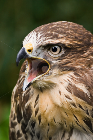 Screaming buzzard Screaming buzzard stock photo, Portrait of screaming buzzard with green background by Colette Planken-Kooij
