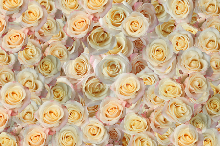 To use this stock image in your creative project, please select the size you need over to the right and click the "Add to Cart" button.
Your downloaded image will come with the Cutcaster watermark removed so don’t worry about the watermark you see on this page. Background of the many roses stock photo, Background of the many roses (wedding, the day of St. Valentine) by Dmitry Skutin