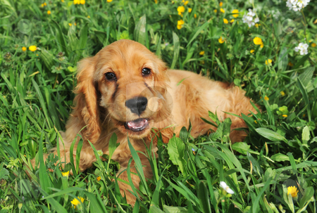 To use this stock image in your creative project, please select the size you need over to the right and click the "Add to Cart" button.
Your downloaded image will come with the Cutcaster watermark removed so don’t worry about the watermark you see on this page. Puppy cocker spaniel stock photo, Portrait of a purebred puppy coker spaniel in the grass by Bonzami Emmanuelle