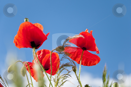 Wild Flowers Wild Flowers stock photo, Field of poppies on a warm day in summer. by Kai Schirmer