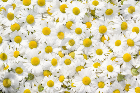 Camomile Camomile stock photo, White and fresh flower camomile as background by Jolanta Dabrowska