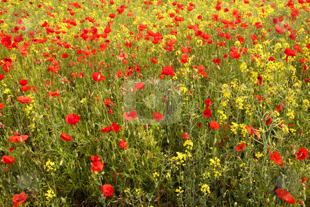 Field of poppies Field of poppies stock photo, A field of poppies with yellow flowered oil seed and grass by Mike Smith