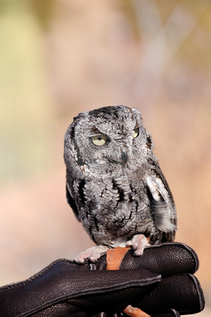 To use this stock image in your creative project, please select the size you need over to the right and click the "Add to Cart" button.
Your downloaded image will come with the Cutcaster watermark removed so don’t worry about the watermark you see on this page. Screech Owl stock photo, A small screech owl perched on his handlers hand by Bonnie Fink