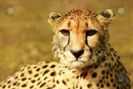 To use this stock image in your creative project, please select the size you need over to the right and click the "Add to Cart" button.
Your downloaded image will come with the Cutcaster watermark removed so don’t worry about the watermark you see on this page. Animal stock photo, A cheetah at resting time in the sun of afrika by Jan Schering