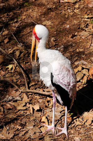 Yellow-billed stork Yellow-billed stork stock photo, A yellow-billed stork standing among leaves by Bonnie Fink