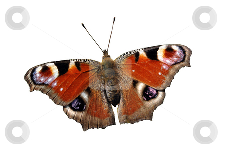 Isolated European Peacock (Inachis io) Butterfly Isolated European Peacock (Inachis io) Butterfly stock photo, Isolated reddish butterfly European Peacock (Inachis io) on white background. by Fotosutra.com