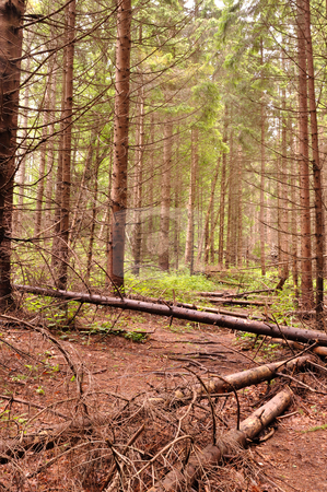 Path into dense fir tree forest Path into dense fir tree forest stock photo, by Fotosutra.com