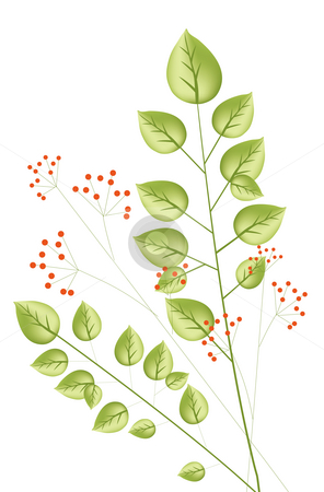 Plant and red berry Plant and red berry stock photo, Illustration drawing of plant with red berry by Su Li
