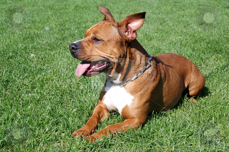 Dog on grass Dog on grass stock photo, Dog is resting on the grass by Lars Christensen