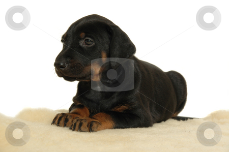 Puppy resting Puppy resting stock photo, Puppy resting. Taken on white background. by Lars Christensen