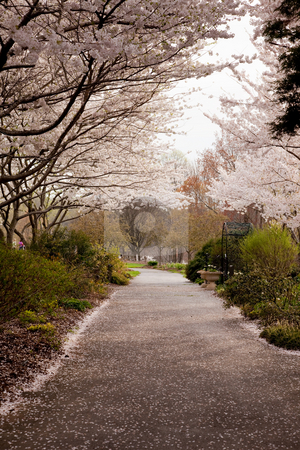 To use this stock image in your creative project, please select the size you need over to the right and click the "Add to Cart" button.
Your downloaded image will come with the Cutcaster watermark removed so don’t worry about the watermark you see on this page. Cherry blossom petals fall on path stock photo, Spring cherry blossoms frame a path leading deep into a garden by Steven Heap