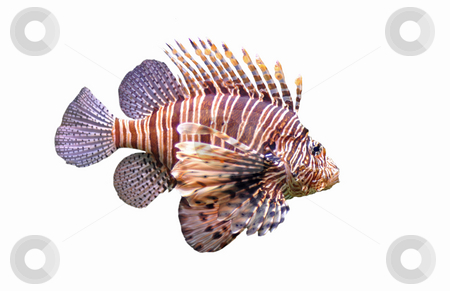 Red lionfish Red lionfish stock photo, Red lionfish - Pterois volitans in front of a white background. by Bonzami Emmanuelle