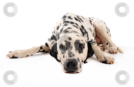 Dalmatian Dalmatian stock photo, Portrait of a purebred dalmatian laid down on a white background by Bonzami Emmanuelle