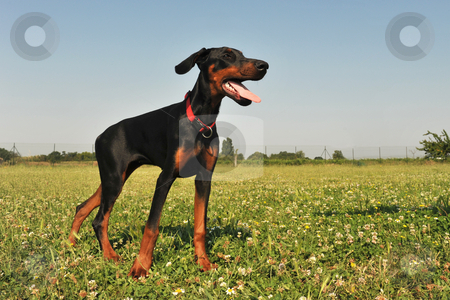 Doberman Pinscher Doberman Pinscher stock photo, Portrait of a puppy purebred doberman pinscher by Bonzami Emmanuelle