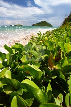 To use this stock image in your creative project, please select the size you need over to the right and click the "Add to Cart" button.
Your downloaded image will come with the Cutcaster watermark removed so don’t worry about the watermark you see on this page. Anse de Sables Beach - Saint Lucia stock photo, Waves splash against the coast at Anse de Sables Beach in Saint Lucia. by Jason Ross