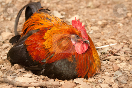 Rooster Rooster stock photo, Cock lying in the sand by Koen Adriaenssen