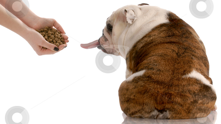 Picky dog Picky dog stock photo, English bulldog refusing to eat food that is offered by John McAllister