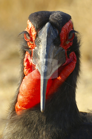 To use this stock image in your creative project, please select the size you need over to the right and click the "Add to Cart" button.
Your downloaded image will come with the Cutcaster watermark removed so don’t worry about the watermark you see on this page. Ground Hornbill Portrait stock photo, by Wayne Calitz