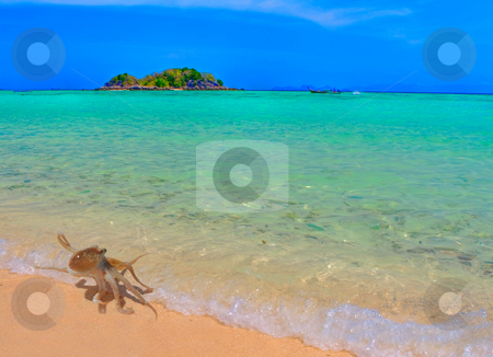 To use this stock image in your creative project, please select the size you need over to the right and click the "Add to Cart" button.
Your downloaded image will come with the Cutcaster watermark removed so don’t worry about the watermark you see on this page. Baby Octopus taking a stroll stock photo, A small octopus coming out of the water at Koh Lipe, Thailand by Kjersti Jorgensen
