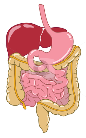 Funny Digestive System