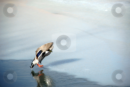 To use this stock image in your creative project, please select the size you need over to the right and click the "Add to Cart" button.
Your downloaded image will come with the Cutcaster watermark removed so don’t worry about the watermark you see on this page. Landing duck stock photo, Duck is about to land by Lars Christensen