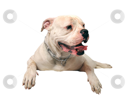 To use this stock image in your creative project, please select the size you need over to the right and click the "Add to Cart" button.
Your downloaded image will come with the Cutcaster watermark removed so don’t worry about the watermark you see on this page. American bulldog stock photo, Portrait of a purebred american bulldog on a white background by Bonzami Emmanuelle