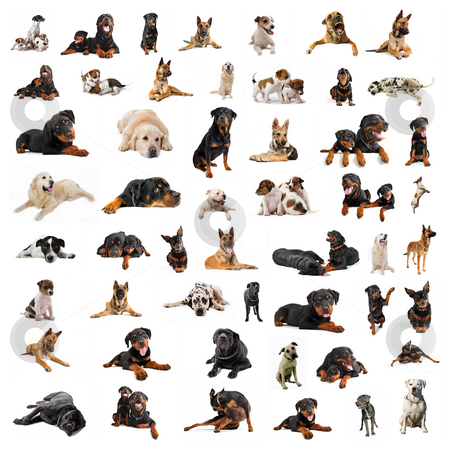 Group of purebred dogs Group of purebred dogs stock photo, Composite picture with purebred dogs in a white background by Bonzami Emmanuelle