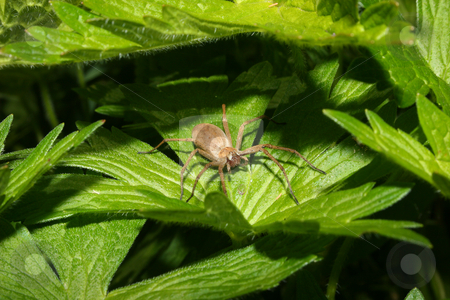 Nursery web spider (Pisaura mirabilis) Nursery web spider (Pisaura mirabilis) stock photo, Nursery web spider (Pisaura mirabilis) - Female on a leaf by Torsten Dietrich