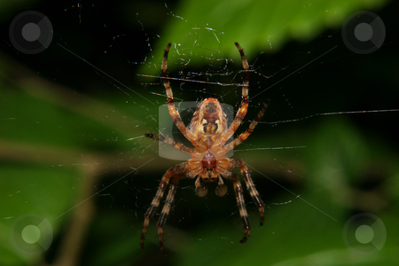 To use this stock image in your creative project, please select the size you need over to the right and click the "Add to Cart" button.
Your downloaded image will come with the Cutcaster watermark removed so don’t worry about the watermark you see on this page. European garden spider (Araneus diadematus) stock photo, European garden spider (Araneus diadematus) - Male in the Net by Torsten Dietrich