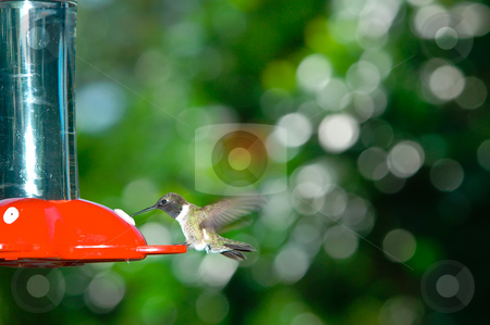 To use this stock image in your creative project, please select the size you need over to the right and click the "Add to Cart" button.
Your downloaded image will come with the Cutcaster watermark removed so don’t worry about the watermark you see on this page. Hummingbird stock photo, A hummingbird feeding for a red feeder by Don Fink