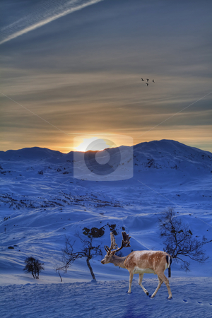 To use this stock image in your creative project, please select the size you need over to the right and click the "Add to Cart" button.
Your downloaded image will come with the Cutcaster watermark removed so don’t worry about the watermark you see on this page. Reindeer stock photo, A reindeer in a beautiful winter landscape by Kjersti Jorgensen
