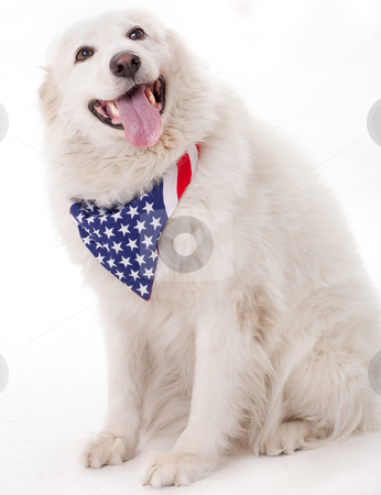 To use this stock image in your creative project, please select the size you need over to the right and click the "Add to Cart" button.
Your downloaded image will come with the Cutcaster watermark removed so don’t worry about the watermark you see on this page. Cute dog wearing american flag scarf stock photo, Cute dog wearing american flag scarf on the neck by Get4net