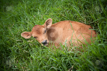 To use this stock image in your creative project, please select the size you need over to the right and click the "Add to Cart" button.
Your downloaded image will come with the Cutcaster watermark removed so don’t worry about the watermark you see on this page. Costa Rican calf stock photo, Calf in deep grass on dairy farm in Costa Rica by Scott Griessel