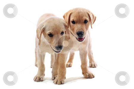 To use this stock image in your creative project, please select the size you need over to the right and click the "Add to Cart" button.
Your downloaded image will come with the Cutcaster watermark removed so don’t worry about the watermark you see on this page. Puppies labrador retriever stock photo, Two purebred puppies labrador retriever upright on a white background by Bonzami Emmanuelle