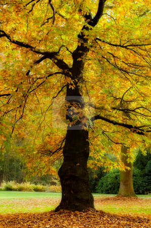 To use this stock image in your creative project, please select the size you need over to the right and click the "Add to Cart" button.
Your downloaded image will come with the Cutcaster watermark removed so don’t worry about the watermark you see on this page. Autumn splendor stock photo, Golden trees in a park in full autumn splendor by Anneke