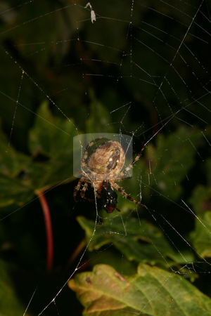 European garden spider (Araneus diadematus) European garden spider (Araneus diadematus) stock photo, European garden spider (Araneus diadematus) in their Net by Torsten Dietrich