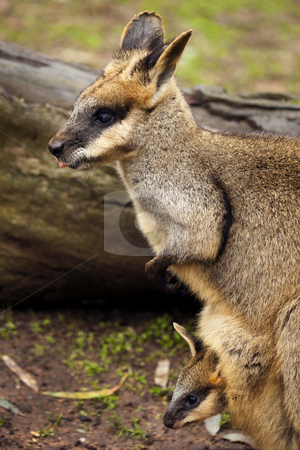 Peeking at the World Peeking at the World stock photo, A young Yellow-Footed Rock Wallaby Joey peeks out from Mom's pouch. by Mike Dawson