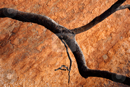 To use this stock image in your creative project, please select the size you need over to the right and click the "Add to Cart" button.
Your downloaded image will come with the Cutcaster watermark removed so don’t worry about the watermark you see on this page. Burnt Orange stock photo, A burnt Gum tree limb contrasts nicely against the sandstone of Ularu, by Mike Dawson