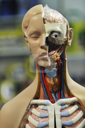 Human anatomy Human anatomy stock photo, Human head anatomy and biology tool for school and education by Benis Arapovic