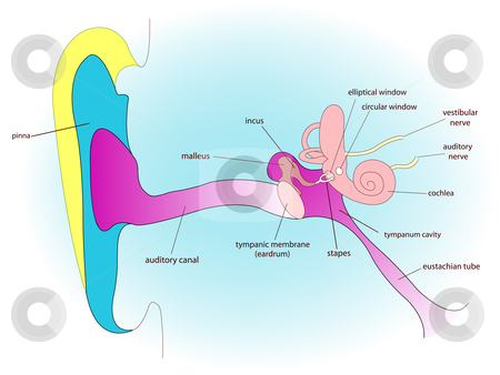 To use this stock image in your creative project, please select the size you need over to the right and click the "Add to Cart" button.
Your downloaded image will come with the Cutcaster watermark removed so don’t worry about the watermark you see on this page. Ear anatomy stock vector clipart, Ear anatomy, abstract vector art illustration by Laschon Robert Paul