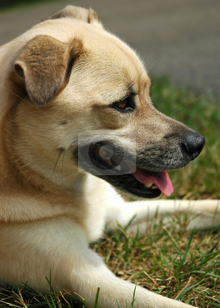 To use this stock image in your creative project, please select the size you need over to the right and click the "Add to Cart" button.
Your downloaded image will come with the Cutcaster watermark removed so don’t worry about the watermark you see on this page. Dog stock photo, Dog sitting in the grass by HD Connelly