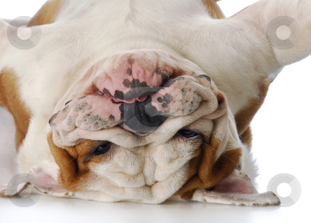 To use this stock image in your creative project, please select the size you need over to the right and click the "Add to Cart" button.
Your downloaded image will come with the Cutcaster watermark removed so don’t worry about the watermark you see on this page. Silly bulldog stock photo, English bulldog laying upside down on his back with reflection on white background by John McAllister