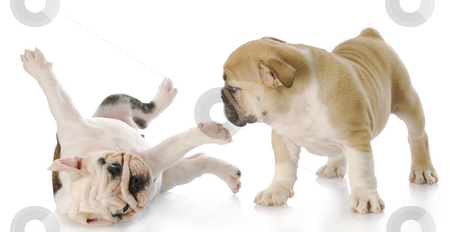 To use this stock image in your creative project, please select the size you need over to the right and click the "Add to Cart" button.
Your downloaded image will come with the Cutcaster watermark removed so don’t worry about the watermark you see on this page. Puppies playing stock photo, Two nine week old english bulldog puppies playing with reflection on white background by John McAllister
