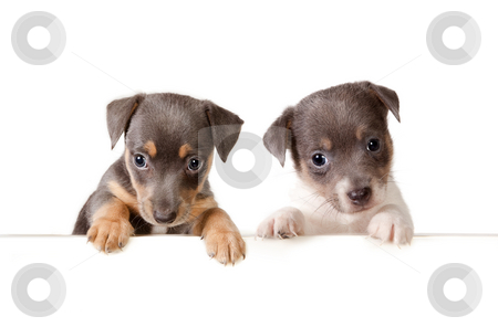 To use this stock image in your creative project, please select the size you need over to the right and click the "Add to Cart" button.
Your downloaded image will come with the Cutcaster watermark removed so don’t worry about the watermark you see on this page. Message from the dogs stock photo, Isolated 6 weeks old jack russel puppy dogs with a white message by Anneke