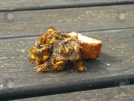 To use this stock image in your creative project, please select the size you need over to the right and click the "Add to Cart" button.
Your downloaded image will come with the Cutcaster watermark removed so don’t worry about the watermark you see on this page. Wasps stock photo, Wasps feasting on a biscuit left on a table in a pub by Casinozack