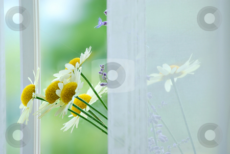 Flowers Flowers stock photo, Bouquet of flowers on the window sill by HD Connelly