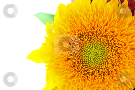To use this stock image in your creative project, please select the size you need over to the right and click the "Add to Cart" button.
Your downloaded image will come with the Cutcaster watermark removed so don’t worry about the watermark you see on this page. Sunflower stock photo, Beautiful sunflower isolated on white background, closeup by Borislav Marinic